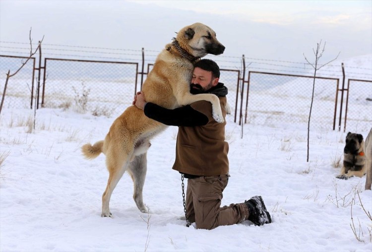 Турецкая овчарка кангал