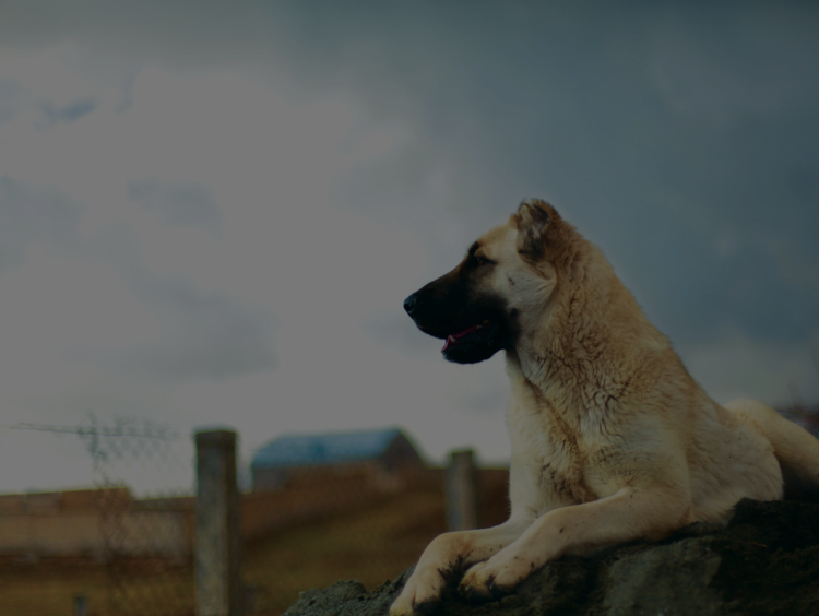 Армянский алабай Гампр