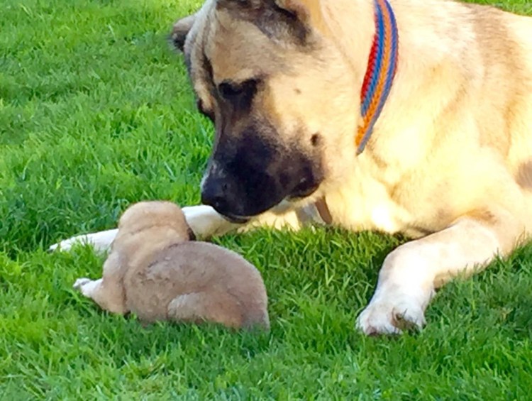 Порода собак Гампр Армения