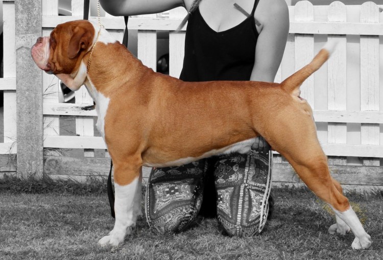 Пес Виктора блуда