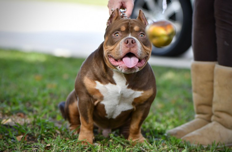 Американский булли