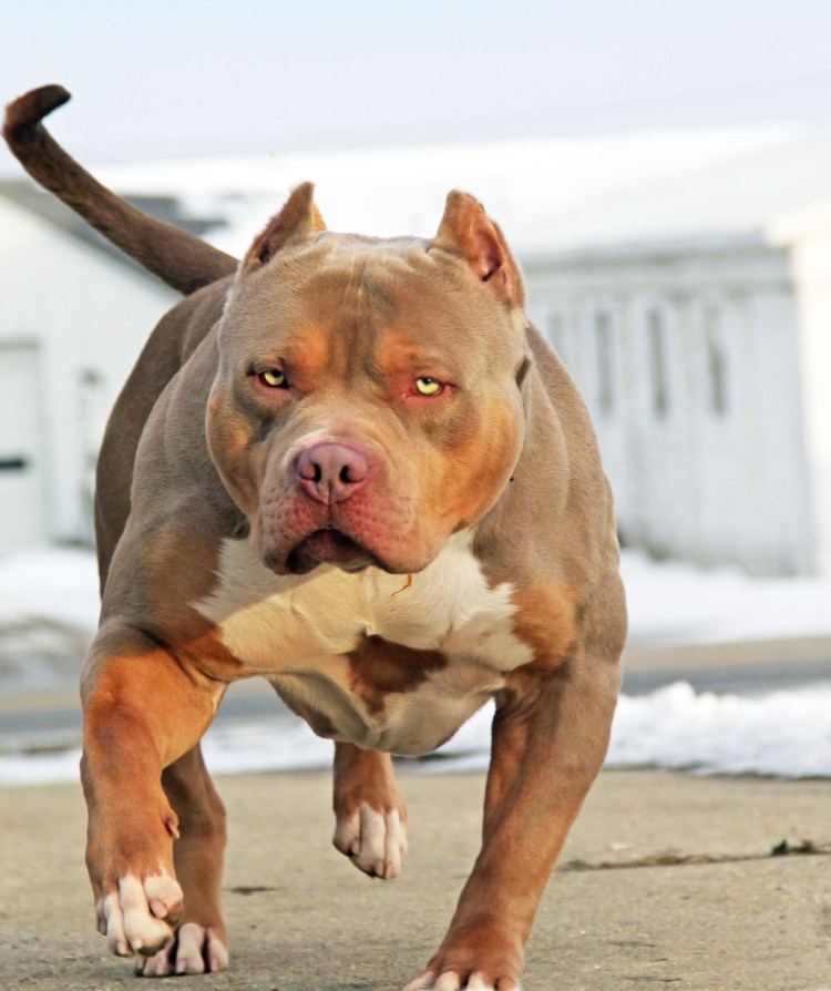 Питбуль амстафф бультерьер