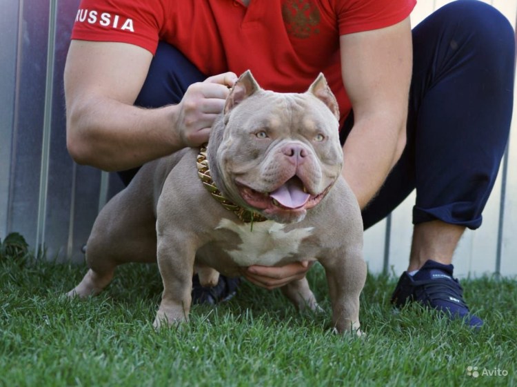 Американский булли щенок