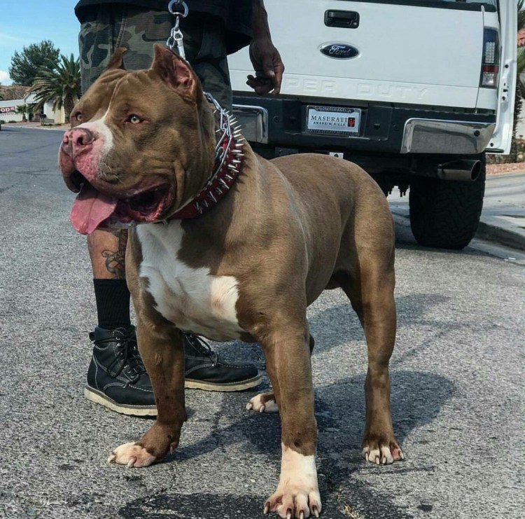 Американский булли мастиф