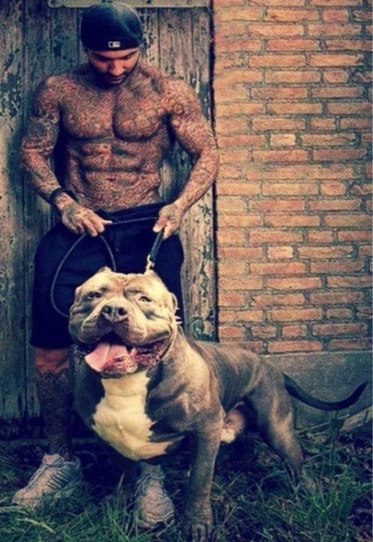 Американский булли с цепью