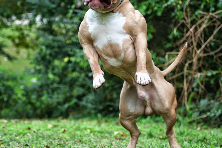 Стаффордширский терьер булли качок