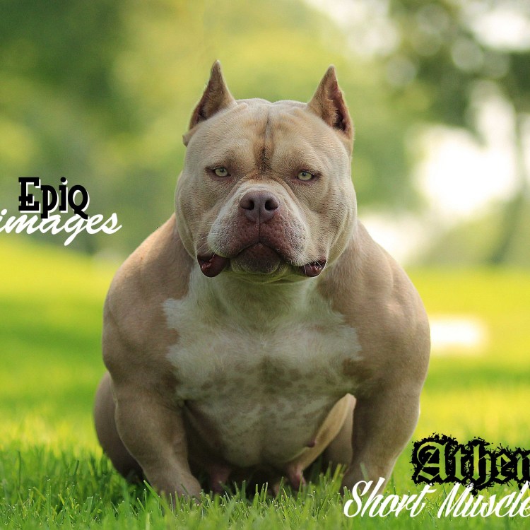 Американский булли бежевый