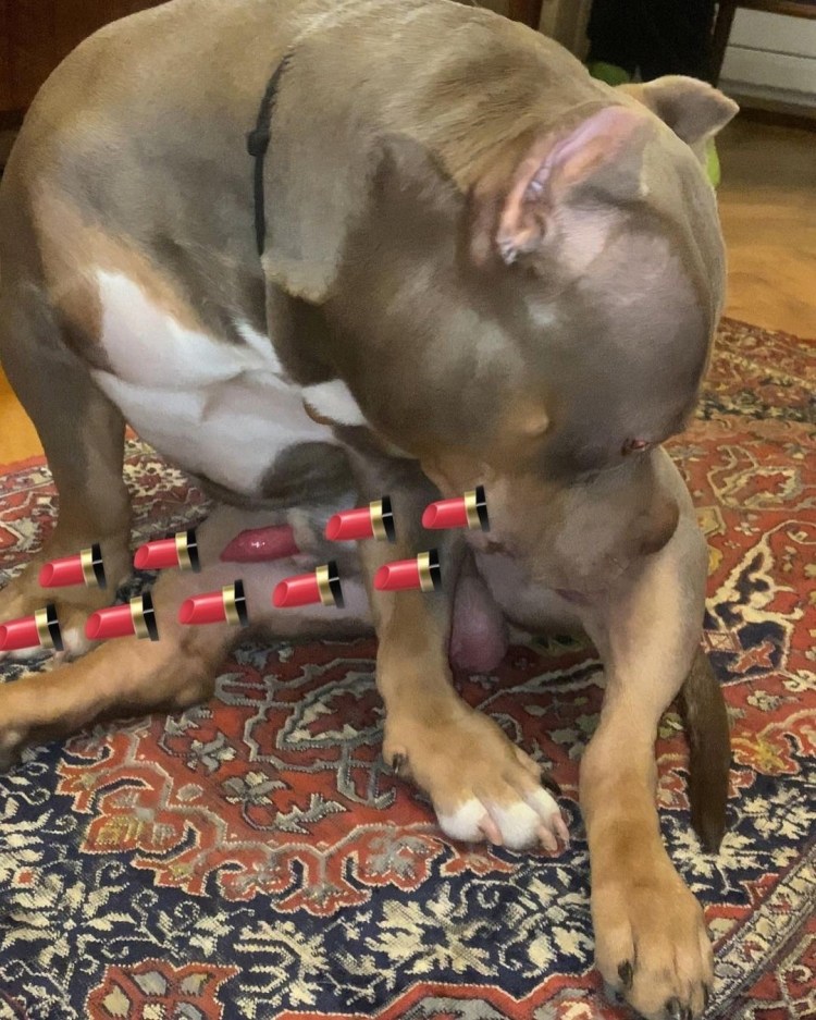 Собака в помаде