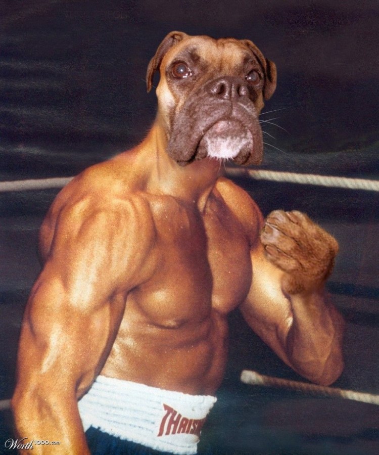 Накаченный боксер собака
