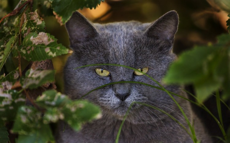 Британец с зелеными глазами