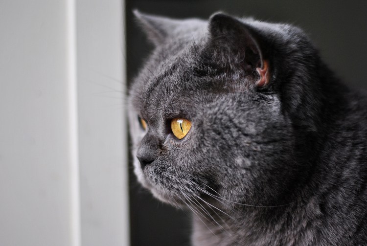 Морда британского кота