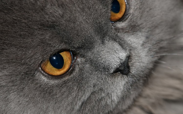 Серый кот с оранжевыми глазами