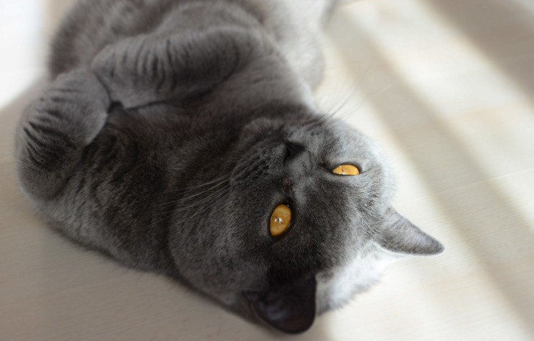 Кот Сема серый