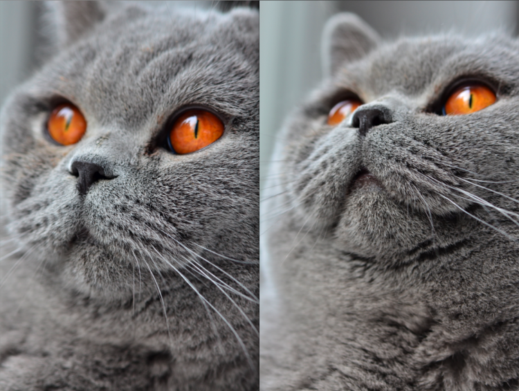 Цвет глаз у британских котов