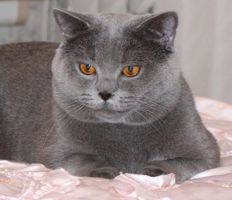 Британский кот с янтарными глазами