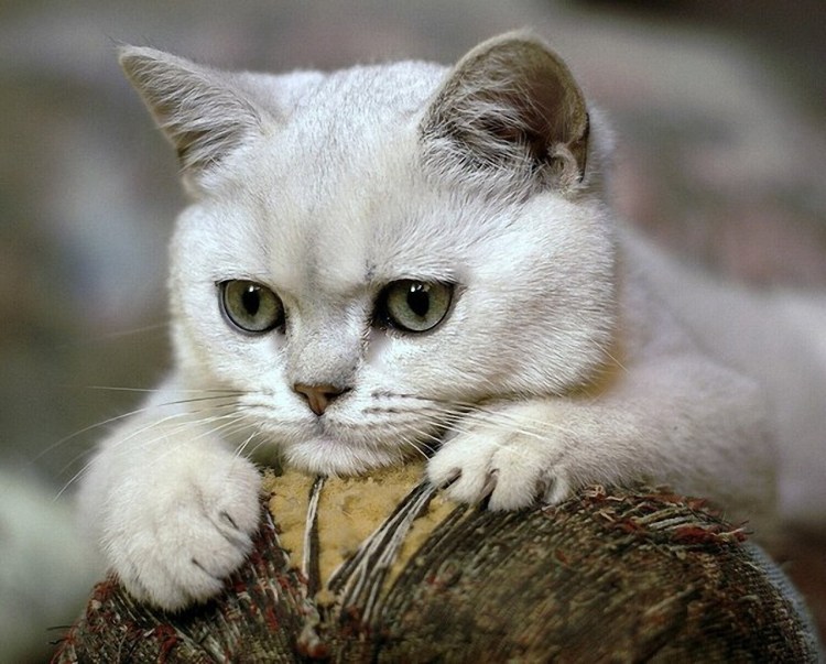 Кот шиншилла