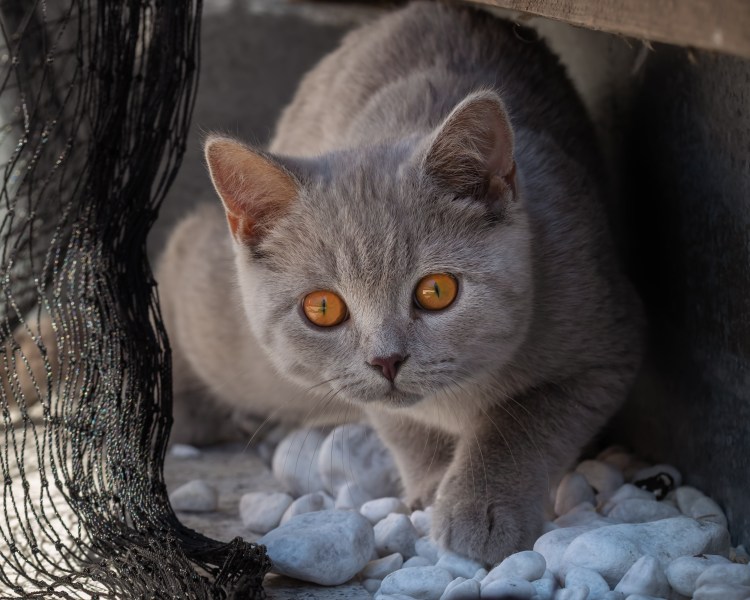 Пепельный британец