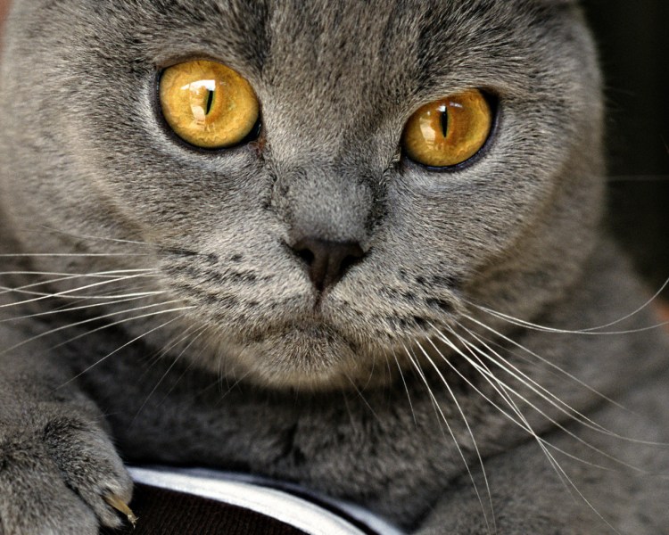 Шотландский вислоухий кот серый янтарные глаза