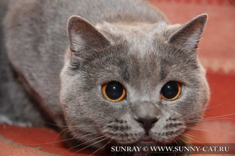 Цвет глаз у британских кошек