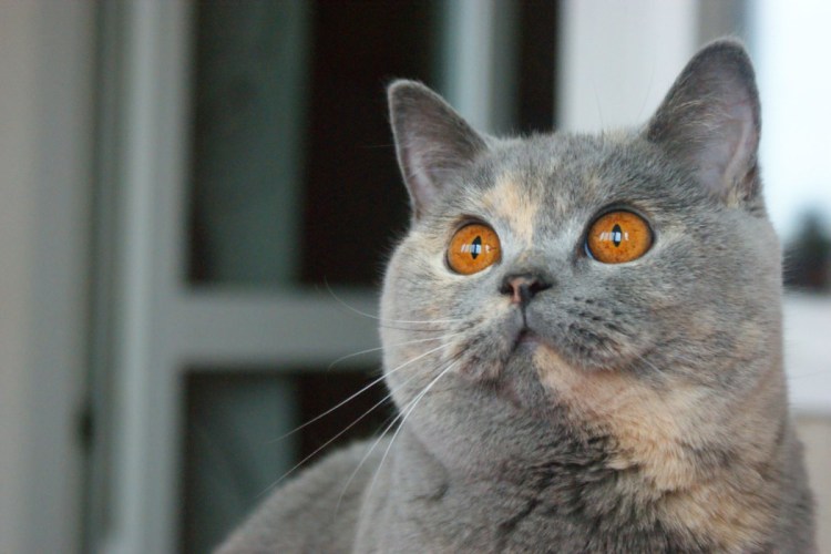 Цвет глаз у британских котов