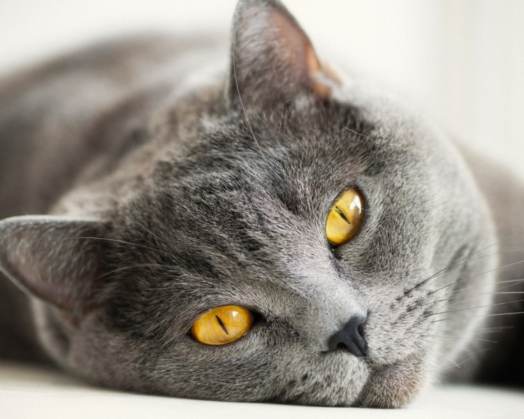 Кот серый