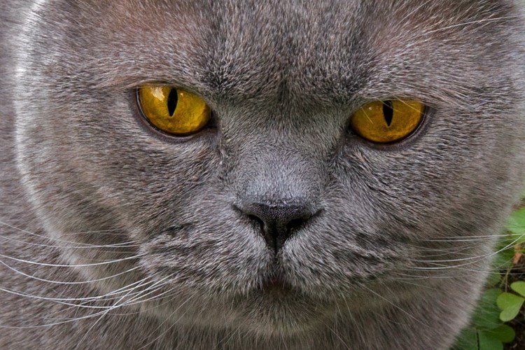 Глаза британцев