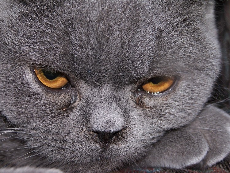 Британский кот с голубыми глазами