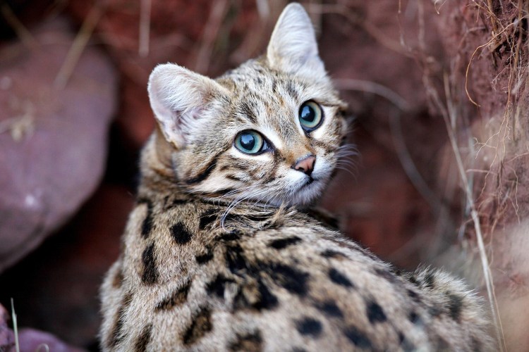 Африканская Дикая кошка черноногая кошка