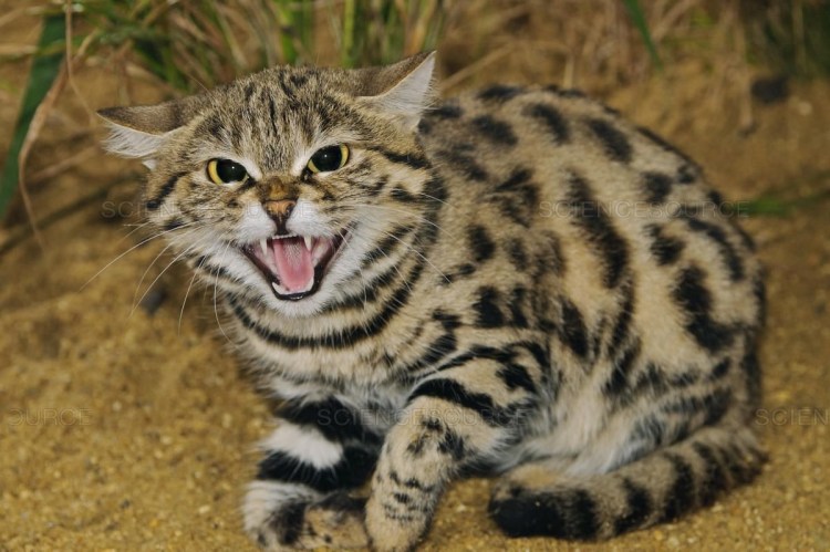 Дикая Африканская черноногая кошка