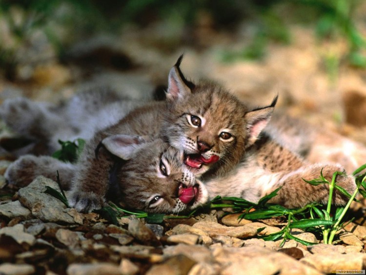 Обыкновенная Рысь Детеныши