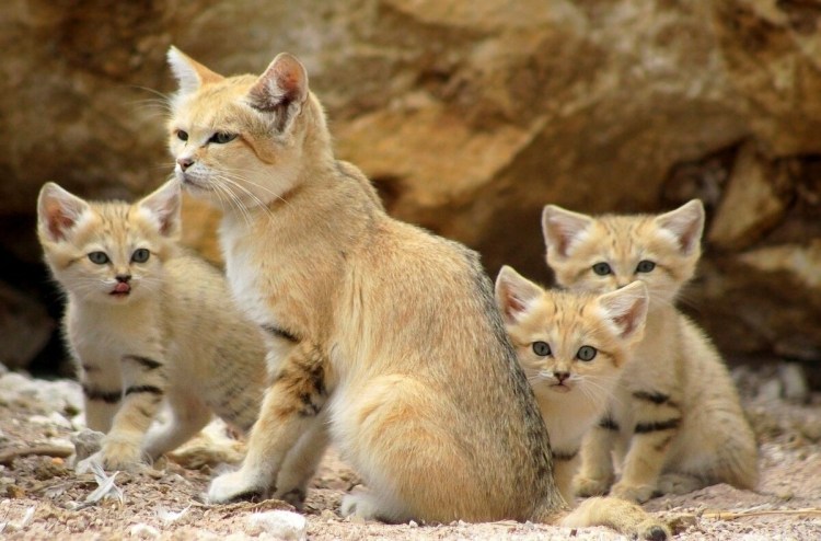 Красота природы животные