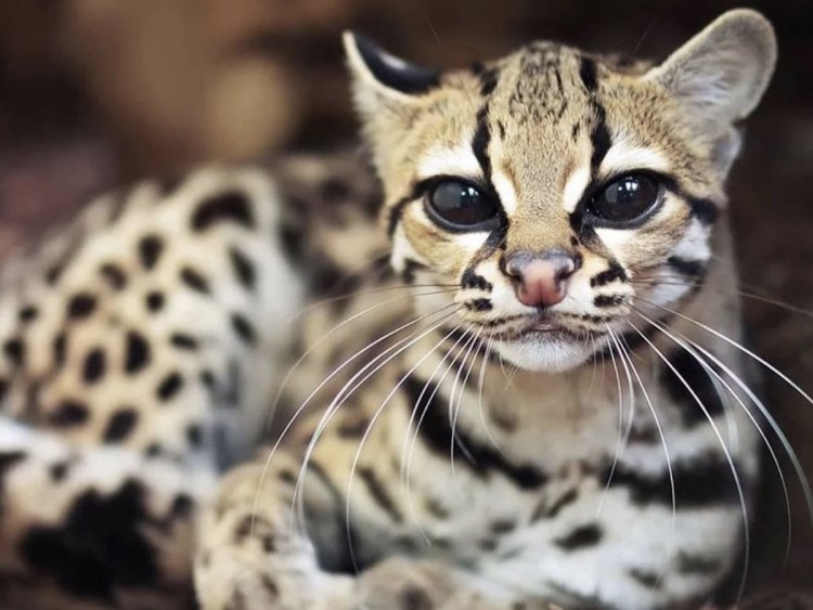 Оцелот Южная Америка