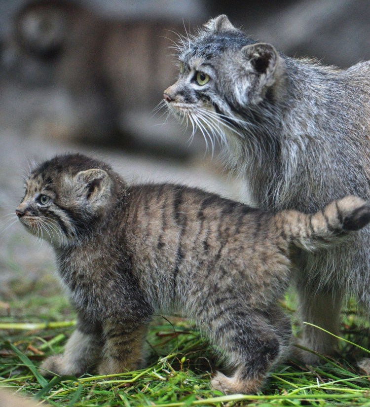 Канадская Рысь детеныш