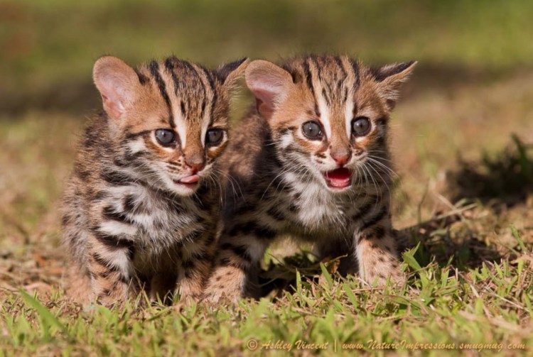 Детеныш рыси