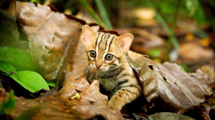 Дикая Африканская черноногая кошка