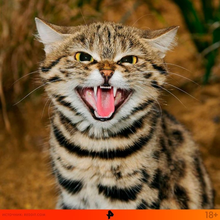 Каракал, пустынная Рысь