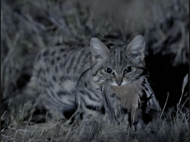 Африканская кошка сервал