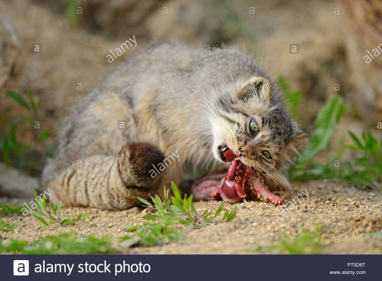 Дикая черноногая кошка