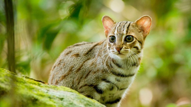 Детеныши кота манула