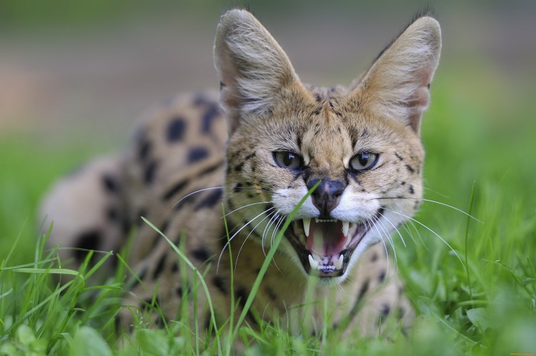 Детеныш манула