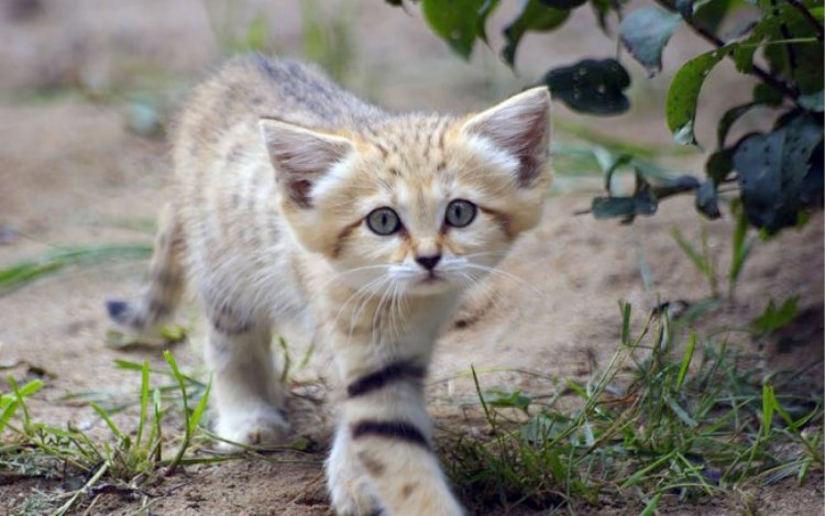 Барханный кот котята