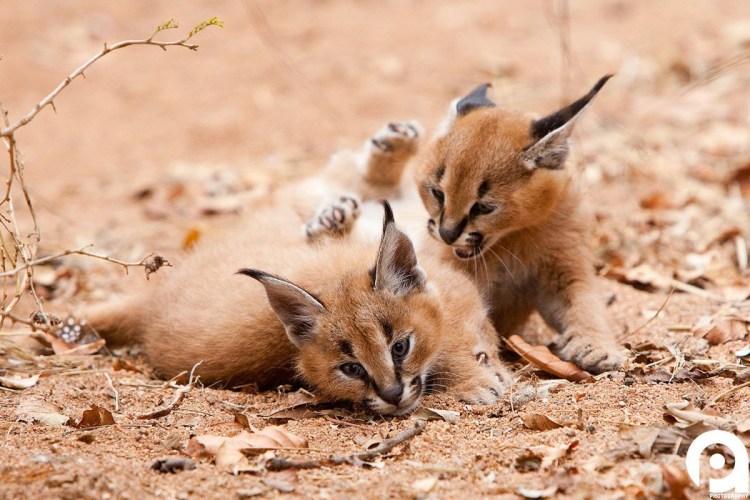 Онцилла детеныш