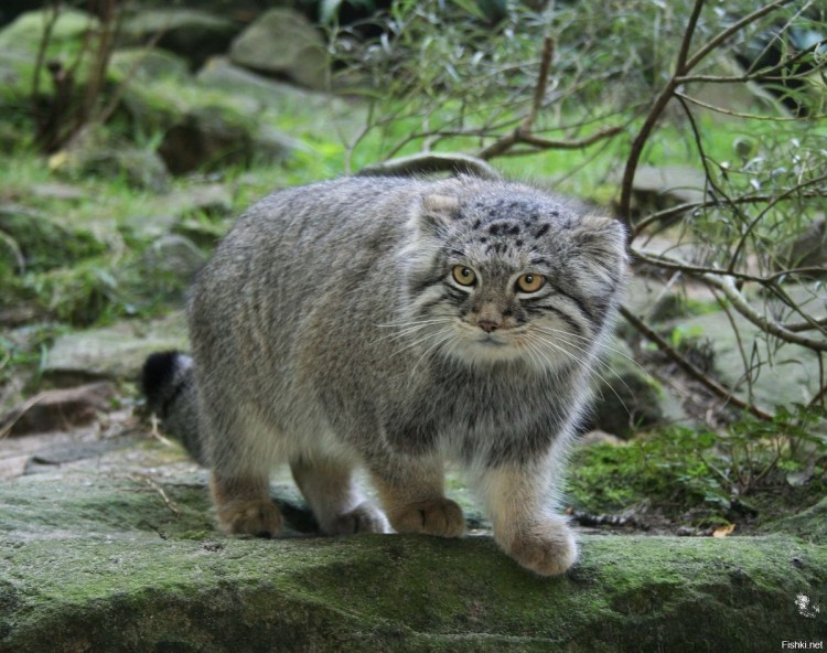 Барханная кошка (Песчаная кошка)