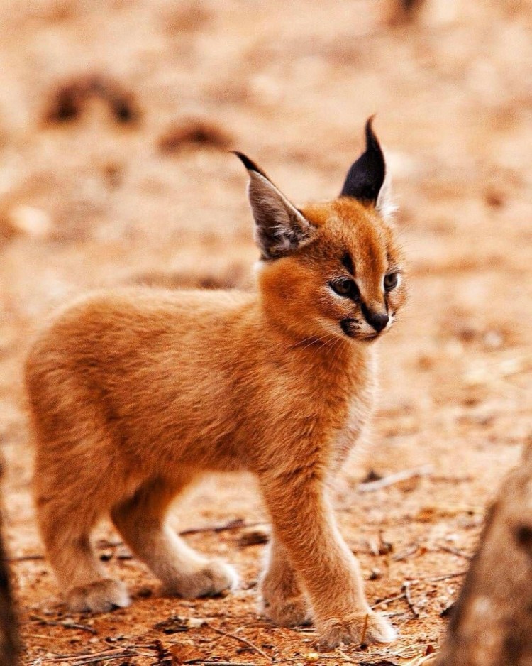 Черноногая кошка охотится