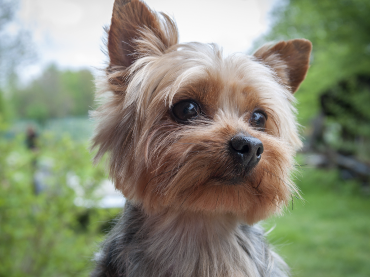 Breed Йоркширский терьер