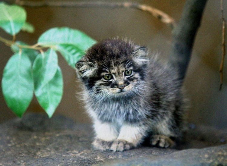 Детеныши кота манула