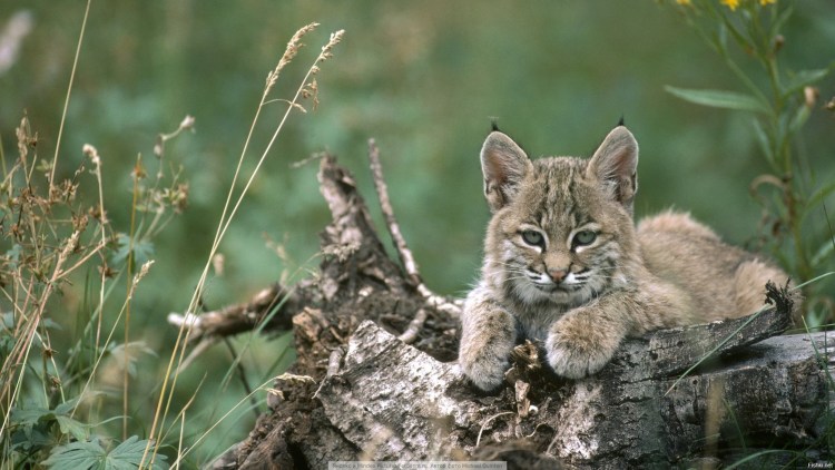 Индийская рыжая пятнистая кошка