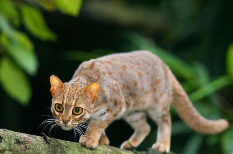 Австрийская Лесная кошка