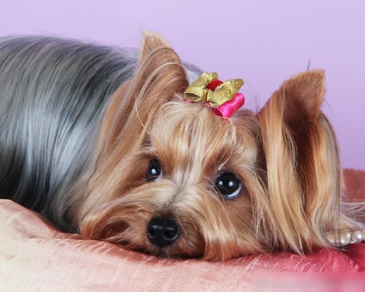 Лысый Йоркширский терьер