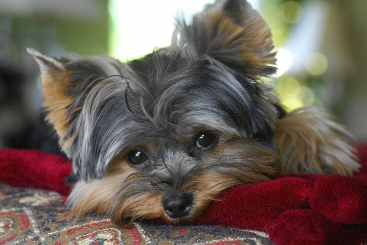 Йоркширский терьер Боня